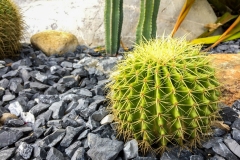 close-up-cactus-stone-garden-with-copy-space