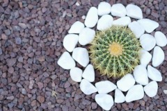 Green round cactus among white stones top view background