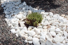 Pebbles, small white stones, the texture of the stone. Flower bed design, garden decor with green plant