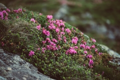 Rhododendron flowers in nature